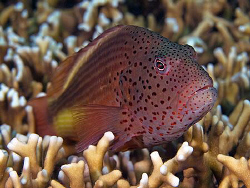 Forster's Hawkfish, Tulamben by Doug Anderson 
